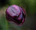 Purple Rain