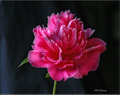 Peony In Shadow