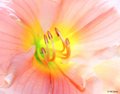The Light Within