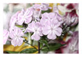 Phlox