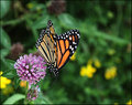 Monarch