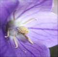 Pollen Drift