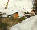 Sunning