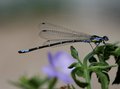 Damselfly