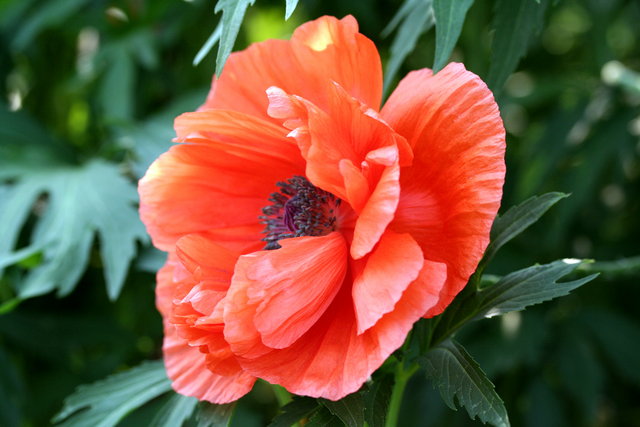  Poppy