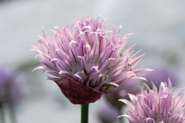 Chives