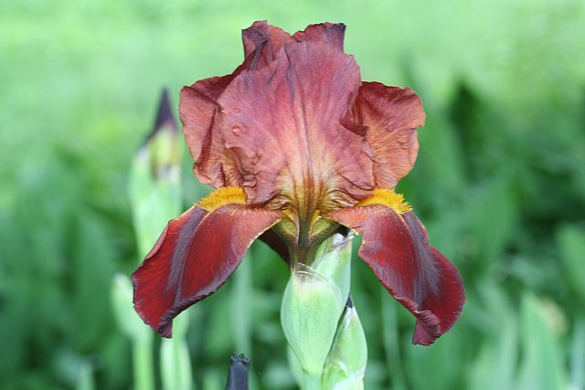 Deep Tones Iris