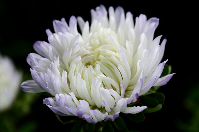 Violet Touch