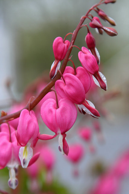 Bleeding Heart