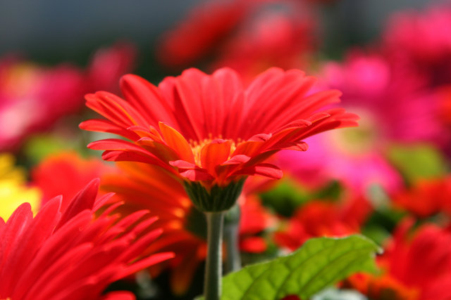 Gerbera Daisies