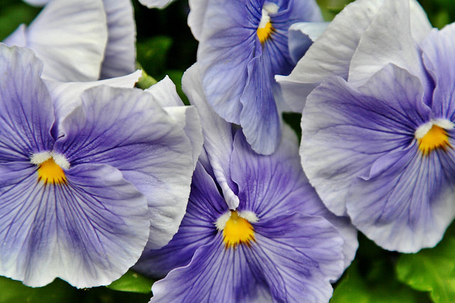 Pansies