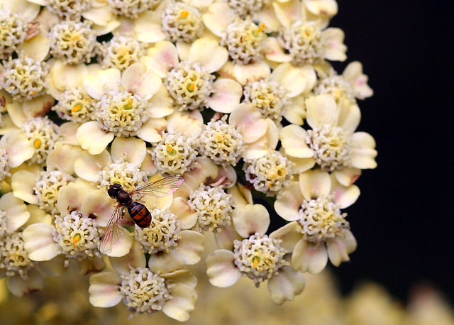 Bee On Yarrow