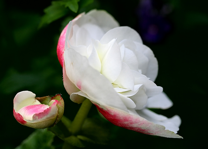 Rose Tipped Begonia