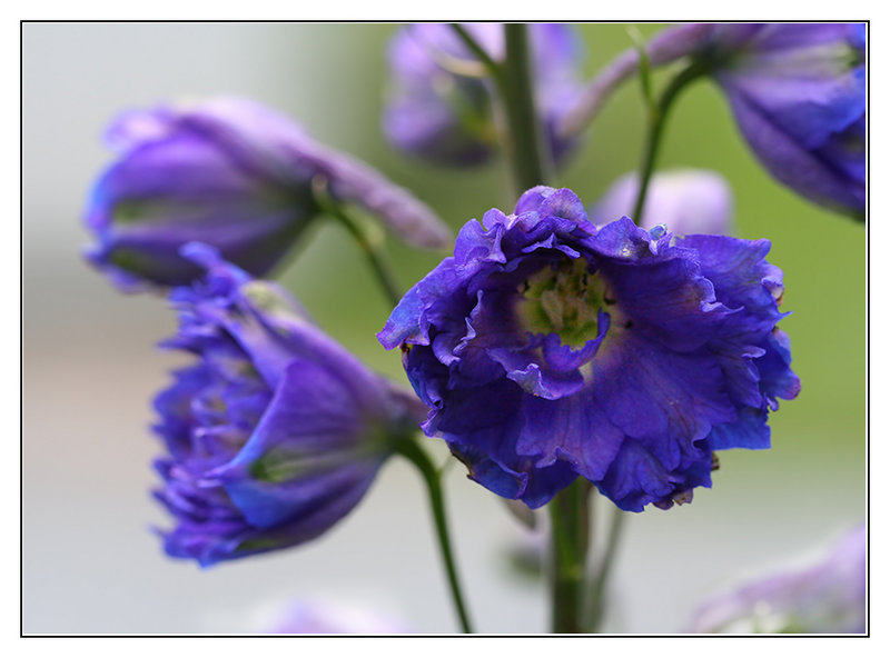 The Blues