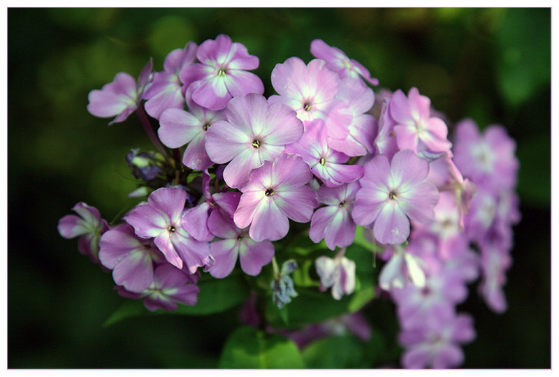 Lavender Phlox