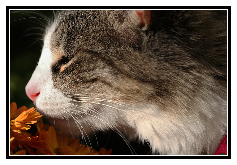 Stop & smell the Flowers !
