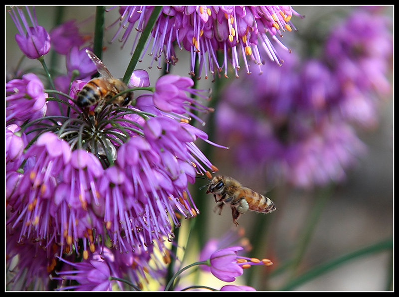 Flight Of The Bumblebee
