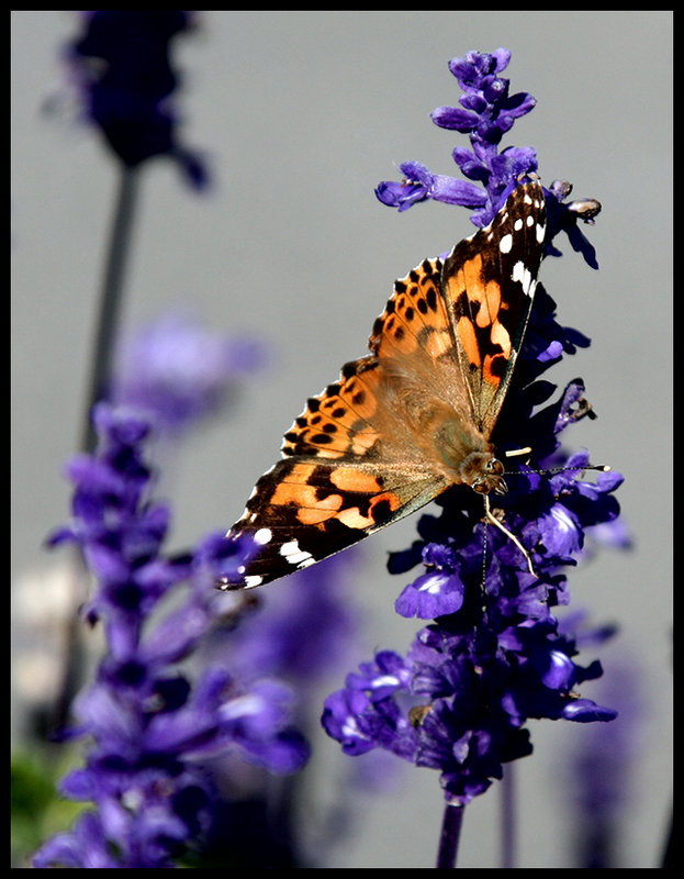 Raggedy Butterfly