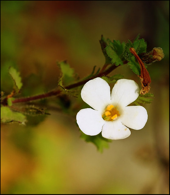 Bacopa Ending