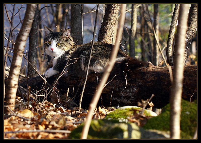 Abby In Her Woods