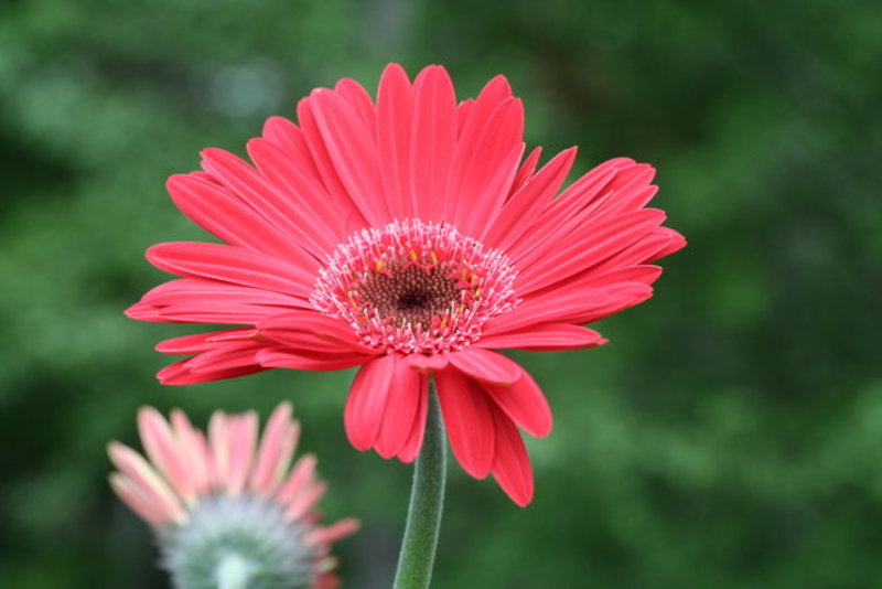 Red Gerbera Daisy