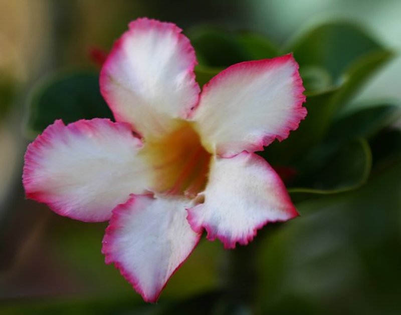 Bahama Beauty