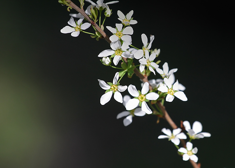 Spirea Branch