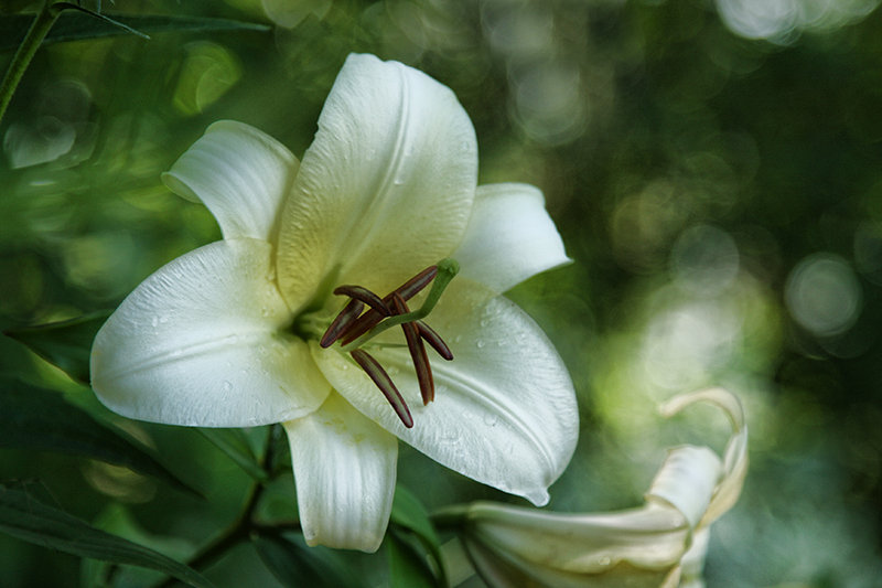 White Linen