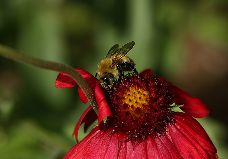Bee