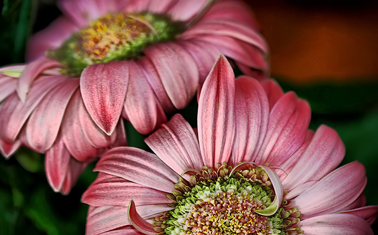 Gerberas