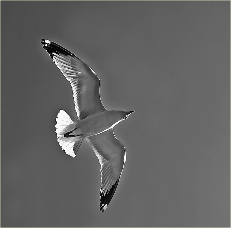 Free