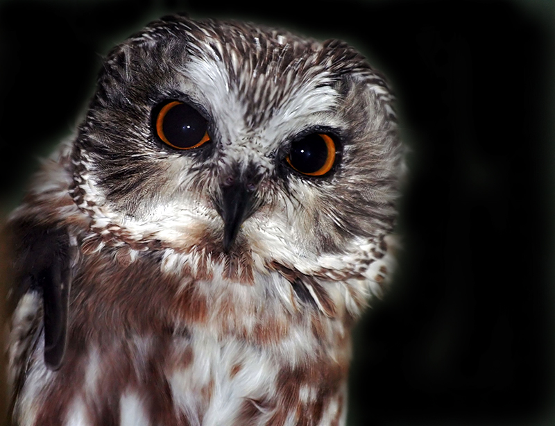 Saw Whet Owl