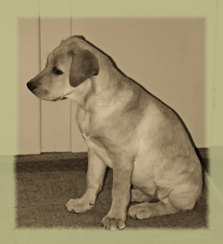 Gus-4 mo.