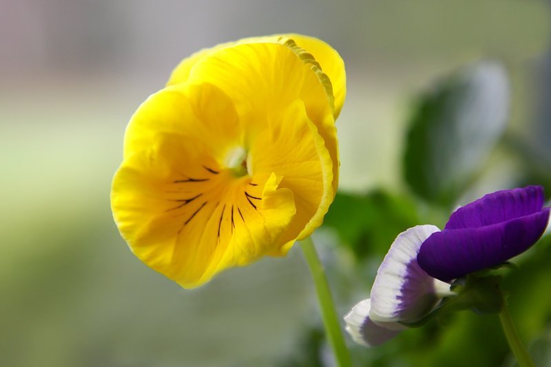 Spring At Last !
