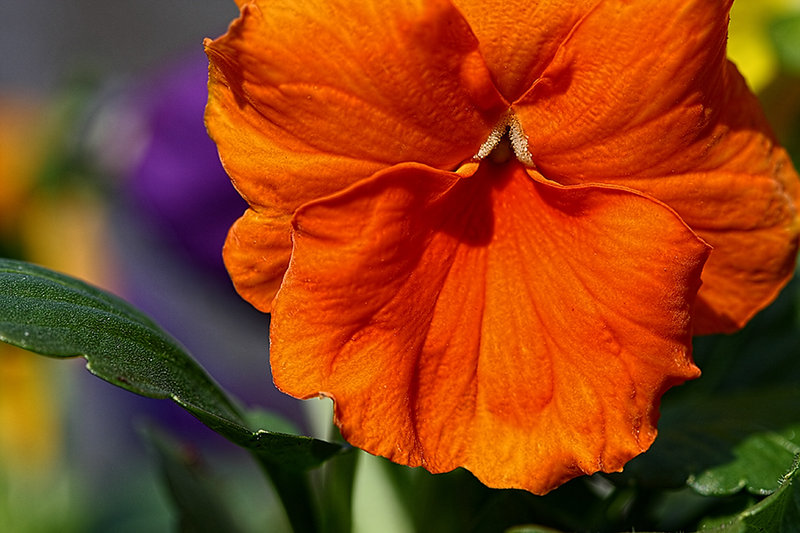 Orange Splash Pansy