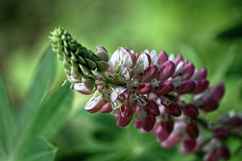 Serpentine Lupine