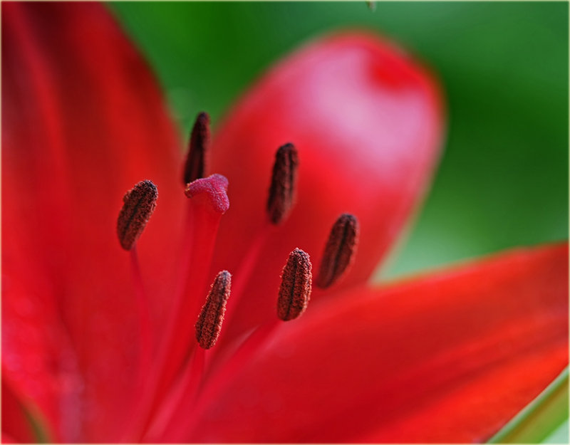 Red Lily