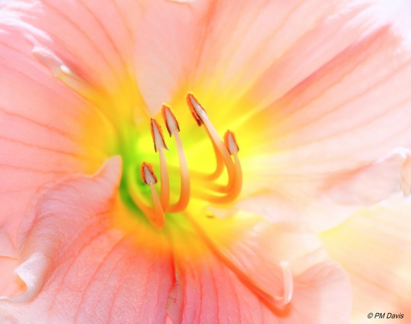 The Light Within