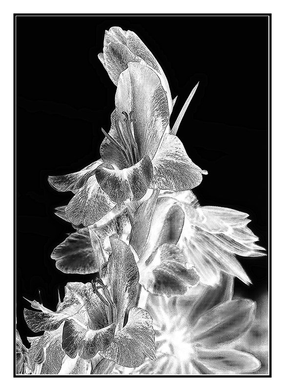 Gladioli Bouquet Gone Mad