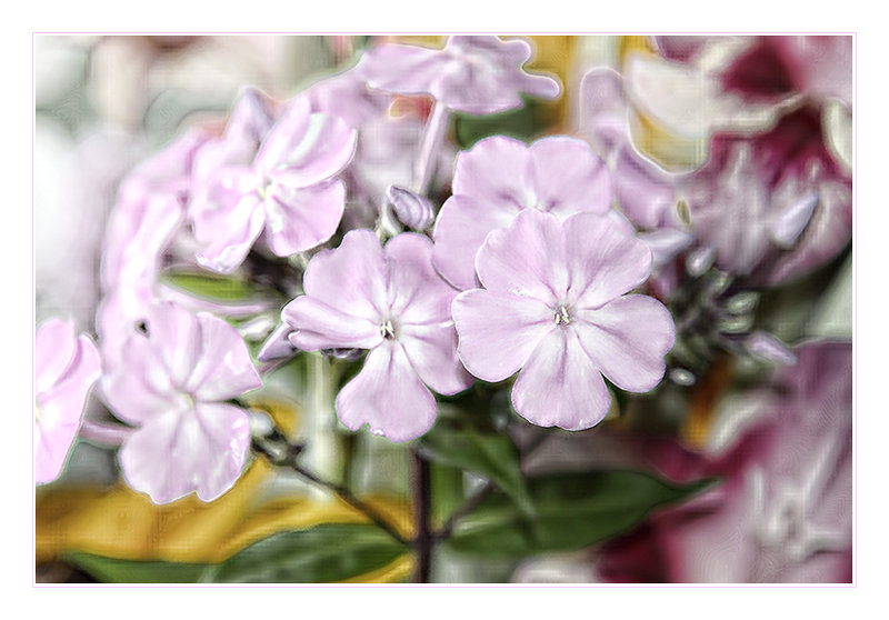 Phlox