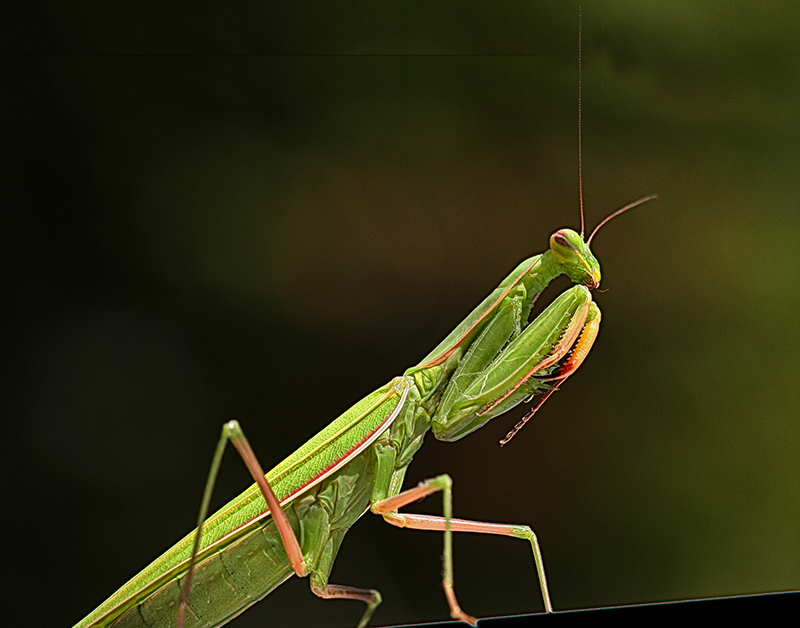 Mantis