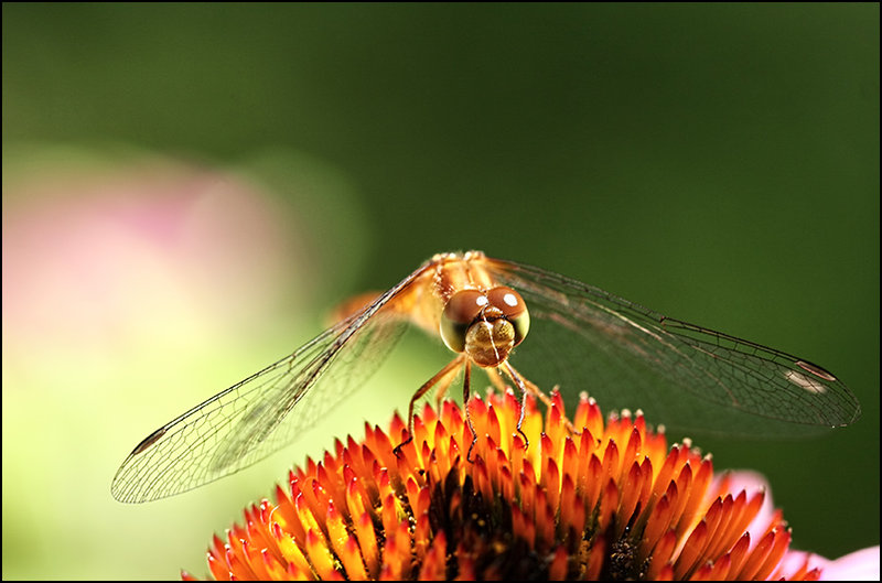 On Gossamer Wings