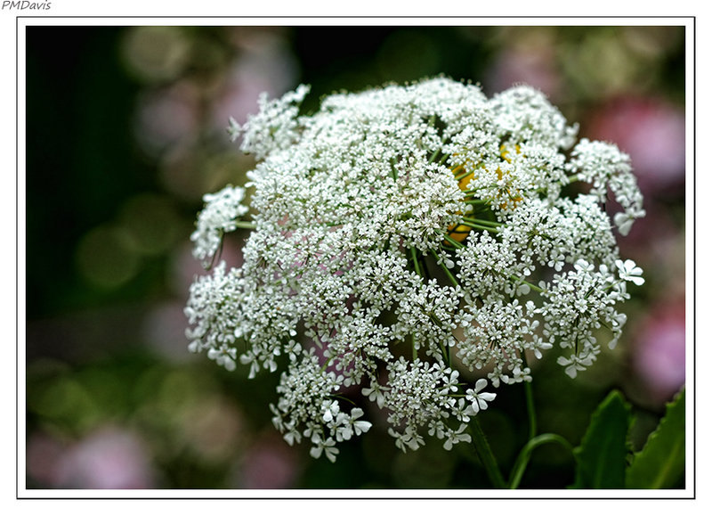 August Lace