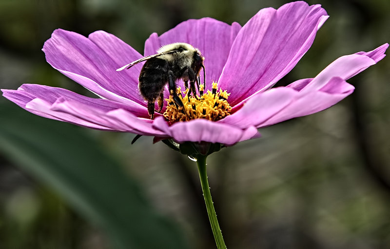 Bumble On Cosmos