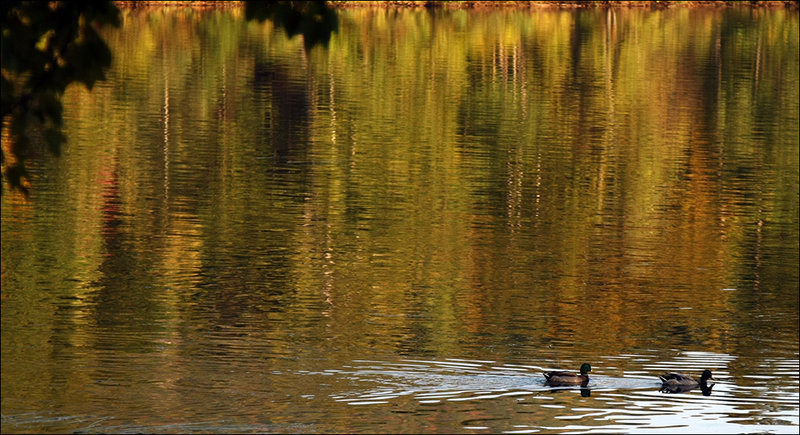 On Golden Pond