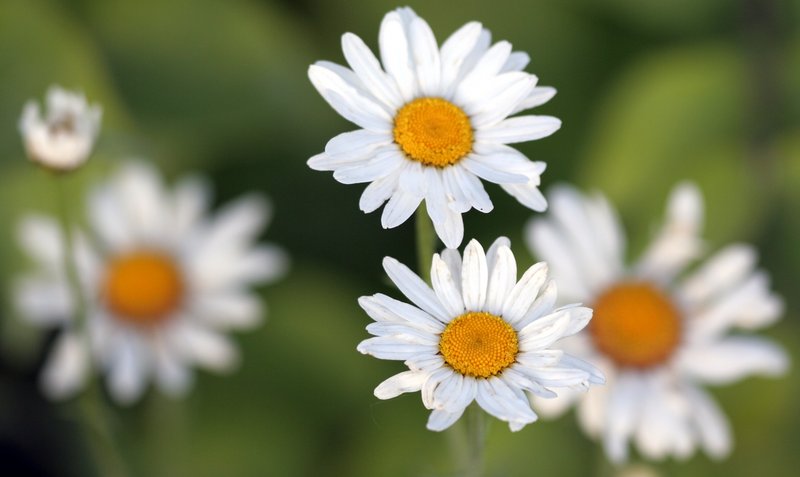 DOF with Flowers.jpg