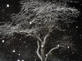 TREE IN WINTER WHILE SNOWING.JPG