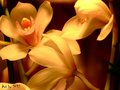 Bloom Time