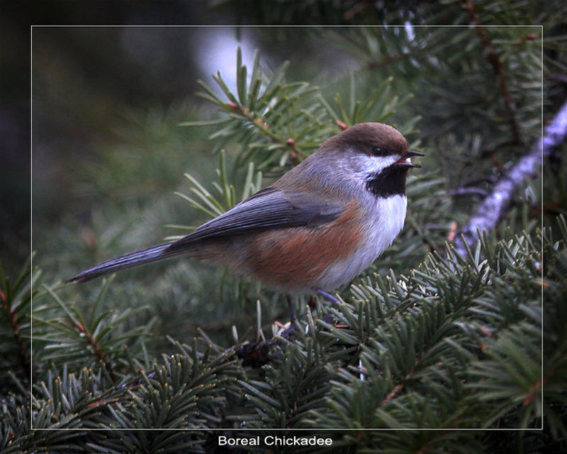 Boreal-Chickadee.jpg