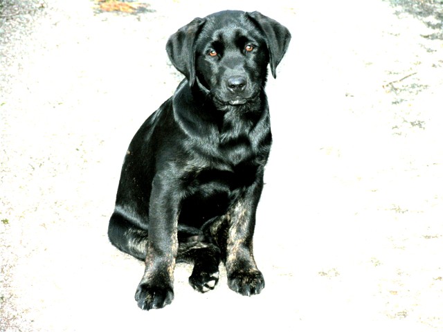 Earl- black lab pup